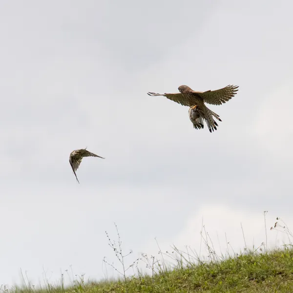 Wildlife foto