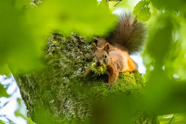 Wildlife foto