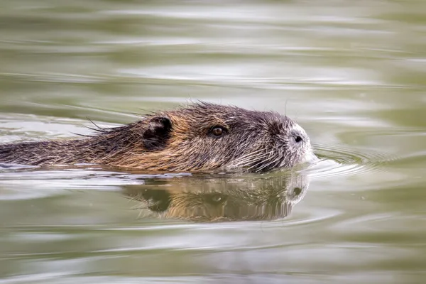 Wildlife foto