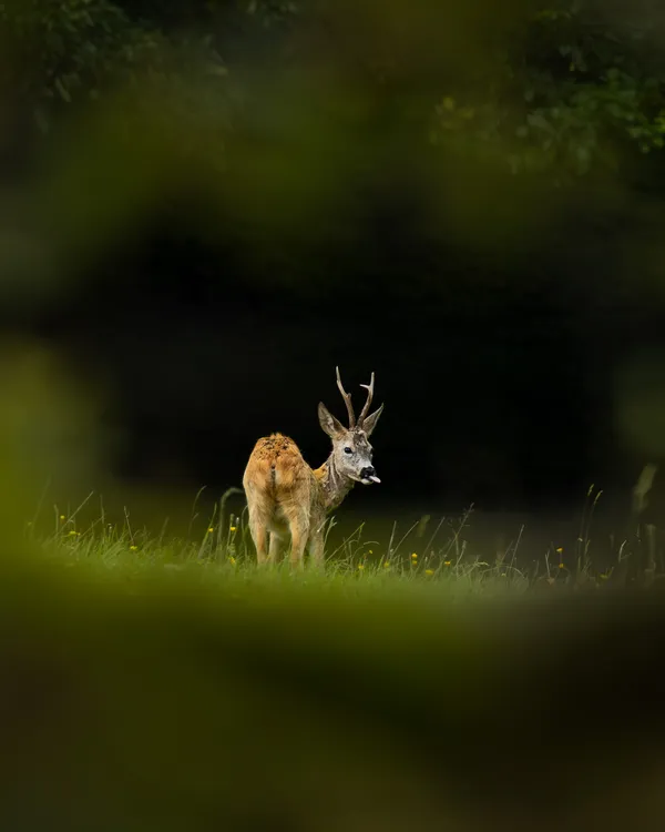 Wildlife foto