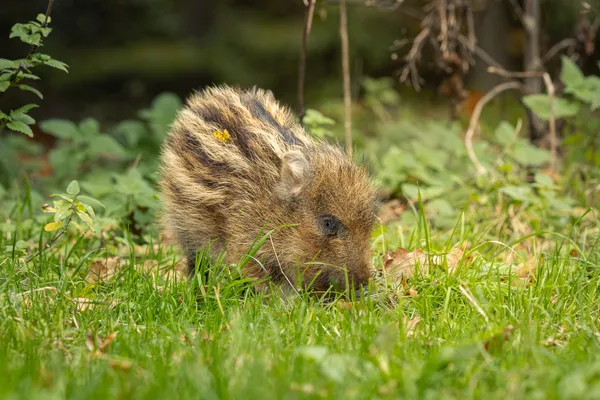 Wildlife foto