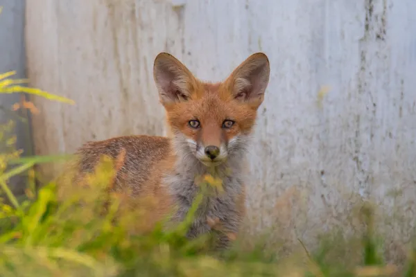 Wildlife foto
