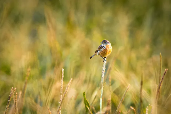 Wildlife foto