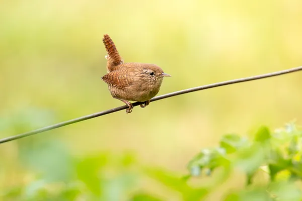 Wildlife foto