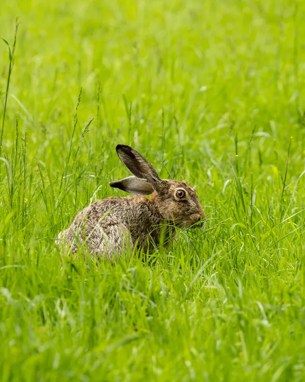 Wildlife foto