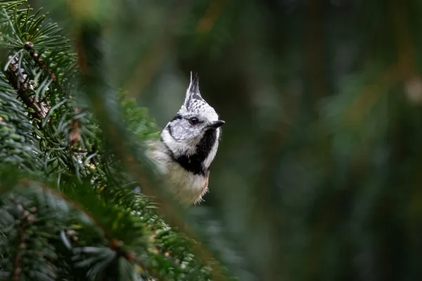 Wildlife foto