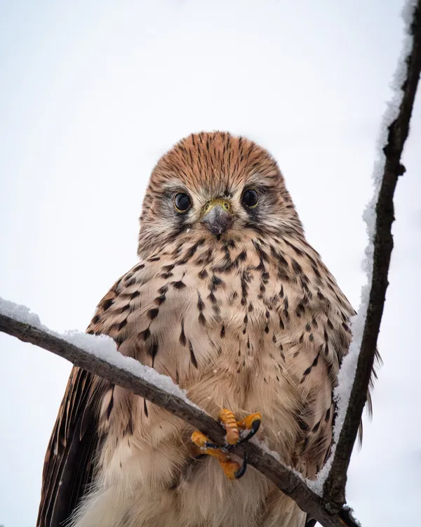 Wildlife foto