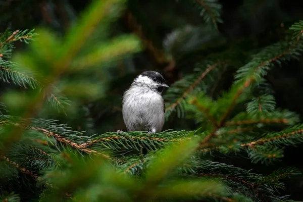 Wildlife foto