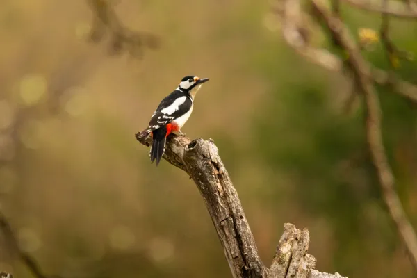 Wildlife foto