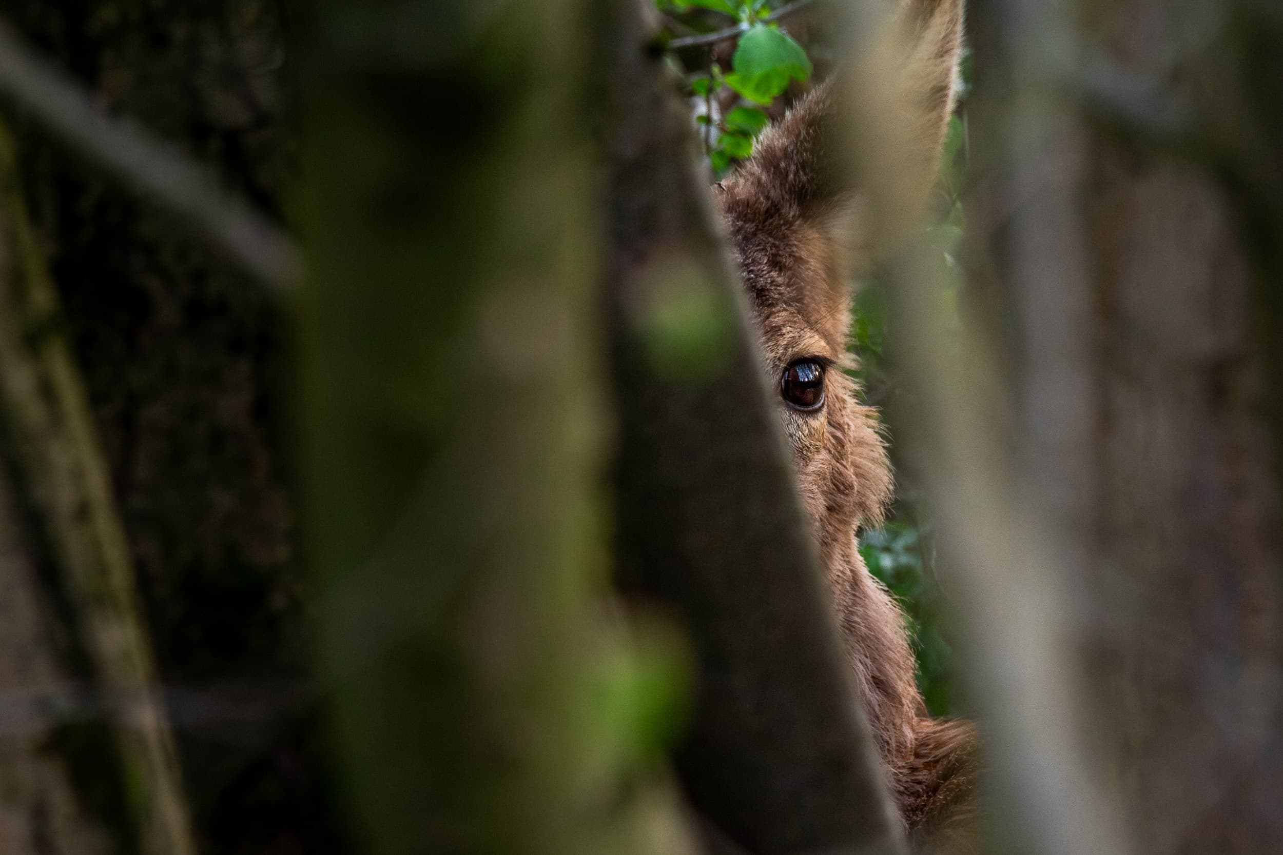 Wildlife fotografie